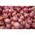 Shandong Best Quality Red Onion